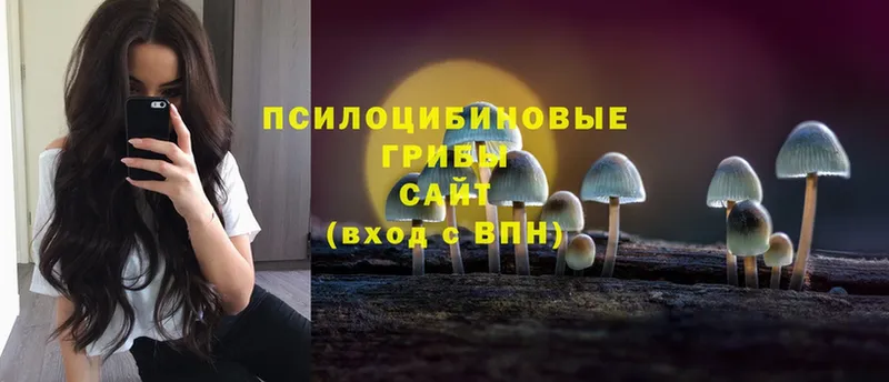 Галлюциногенные грибы Psilocybe Медынь